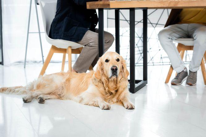 pet-friendly-cleaning-keeping-a-clean-office-with-furry-friends